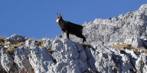 Deutschland BANNER neu